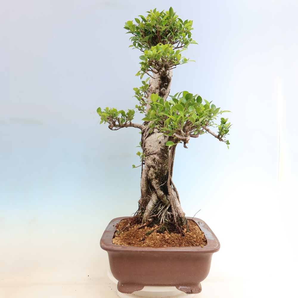 Zimmerbonsai - Ficus kimmen - Kleinblättriger Ficus