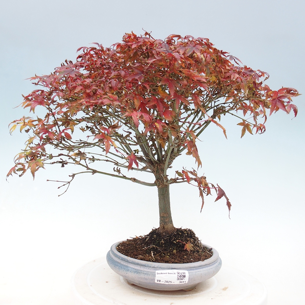 Acer palmatum KIOHIME - Palmetto-Ahorn