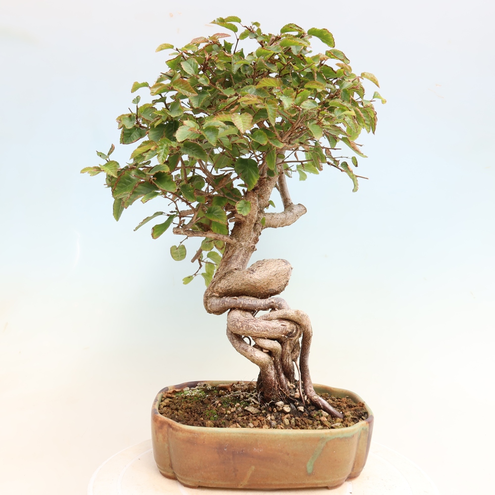 Bonsai für draußen -Carpinus CARPINOIDES - Koreanische Hainbuche