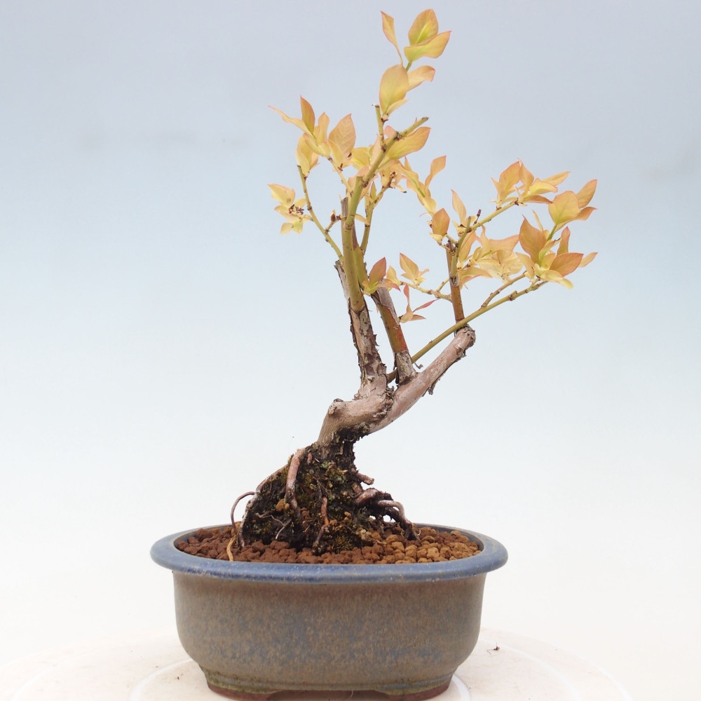 Bonsai für draußen - Kanadische Heidelbeere - Vaccinium corymbosum