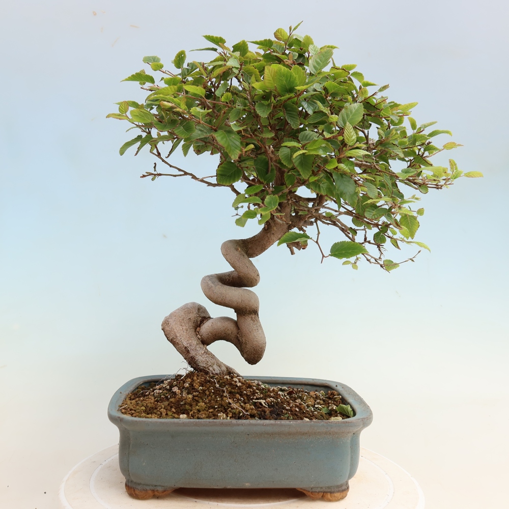 Bonsai für draußen -Carpinus CARPINOIDES - Koreanische Hainbuche