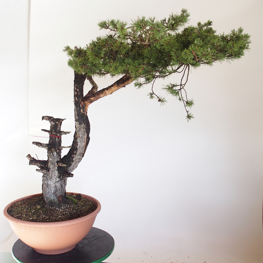 Yamadori - Pinus sylvestris Spanien