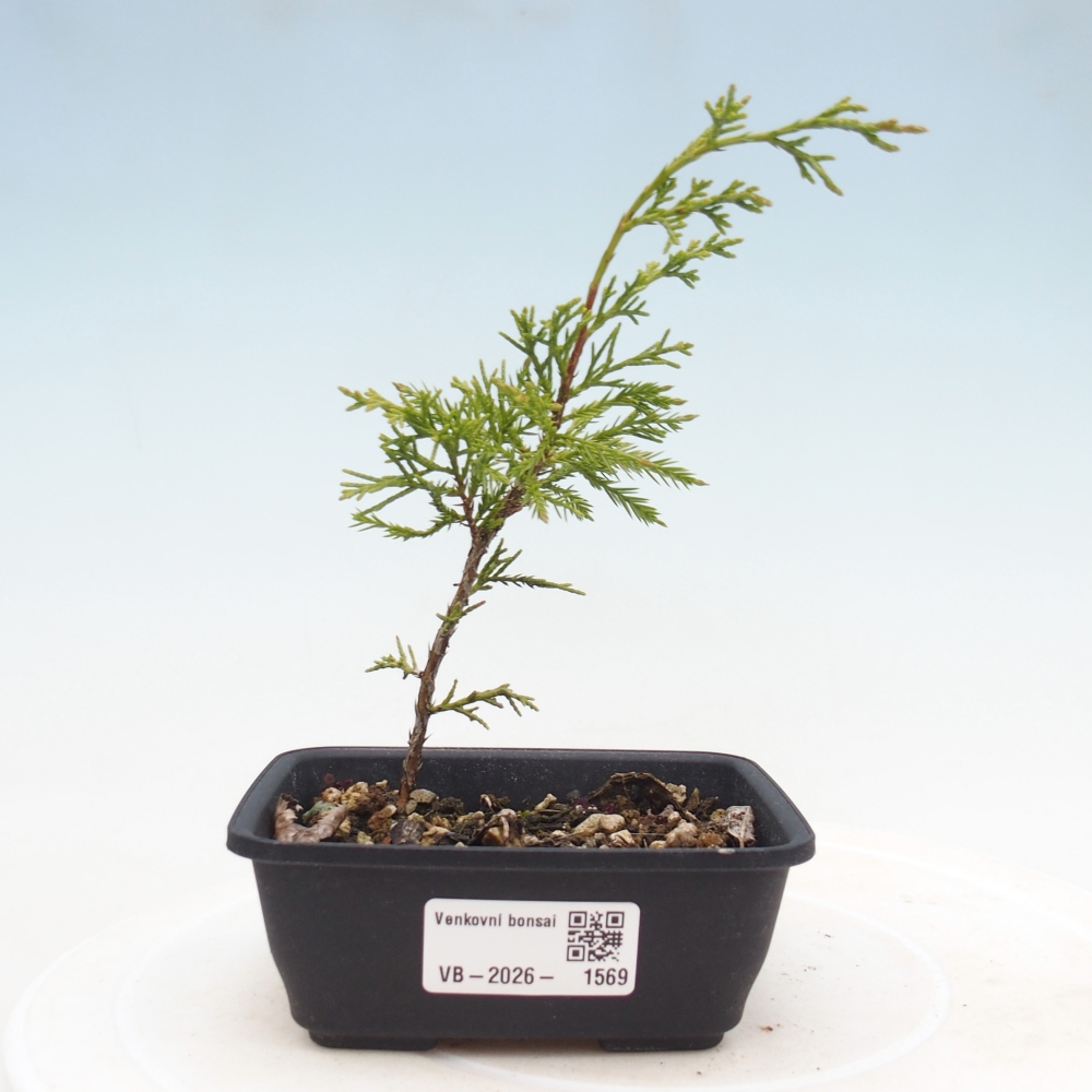 Bonsai für draußen - Juniperus chinensis Itoigawa