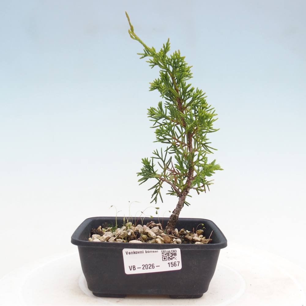 Bonsai für draußen - Juniperus chinensis Itoigawa