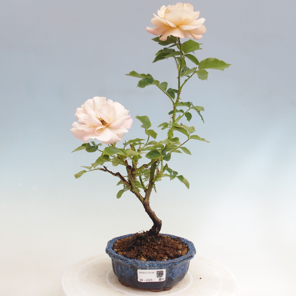 Bonsai für draußen - Rosa Kordes - Rose