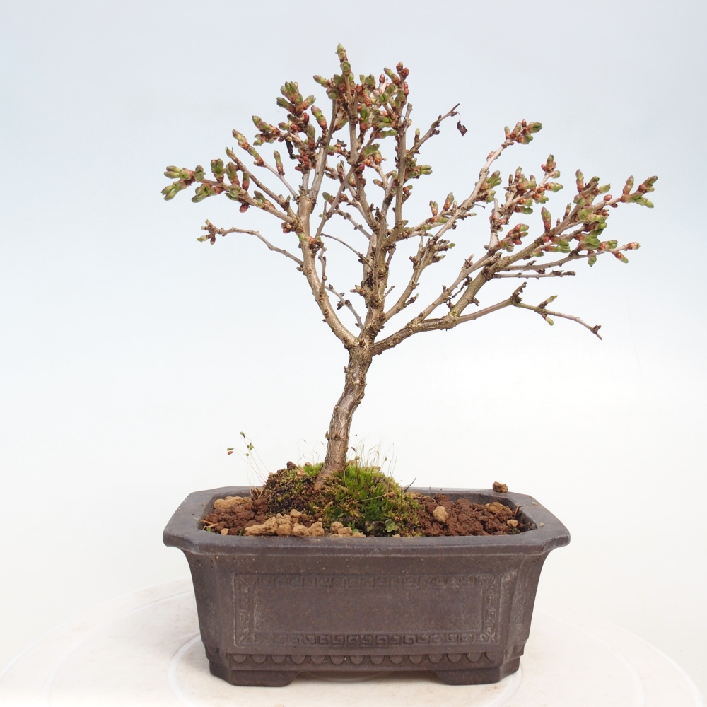 Bonsai für draußen - Prunus incisa Kojou-no mai-Plivon ausgeschnitten