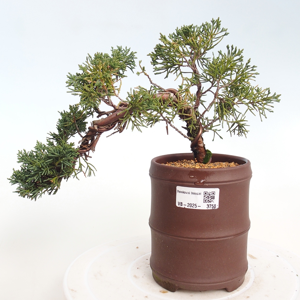 Bonsai für draußen - Juniperus chinensis Kishu