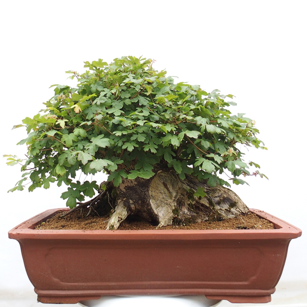 Bonsai für draußen - Französischer Ahorn - Acer Nonspessulanum