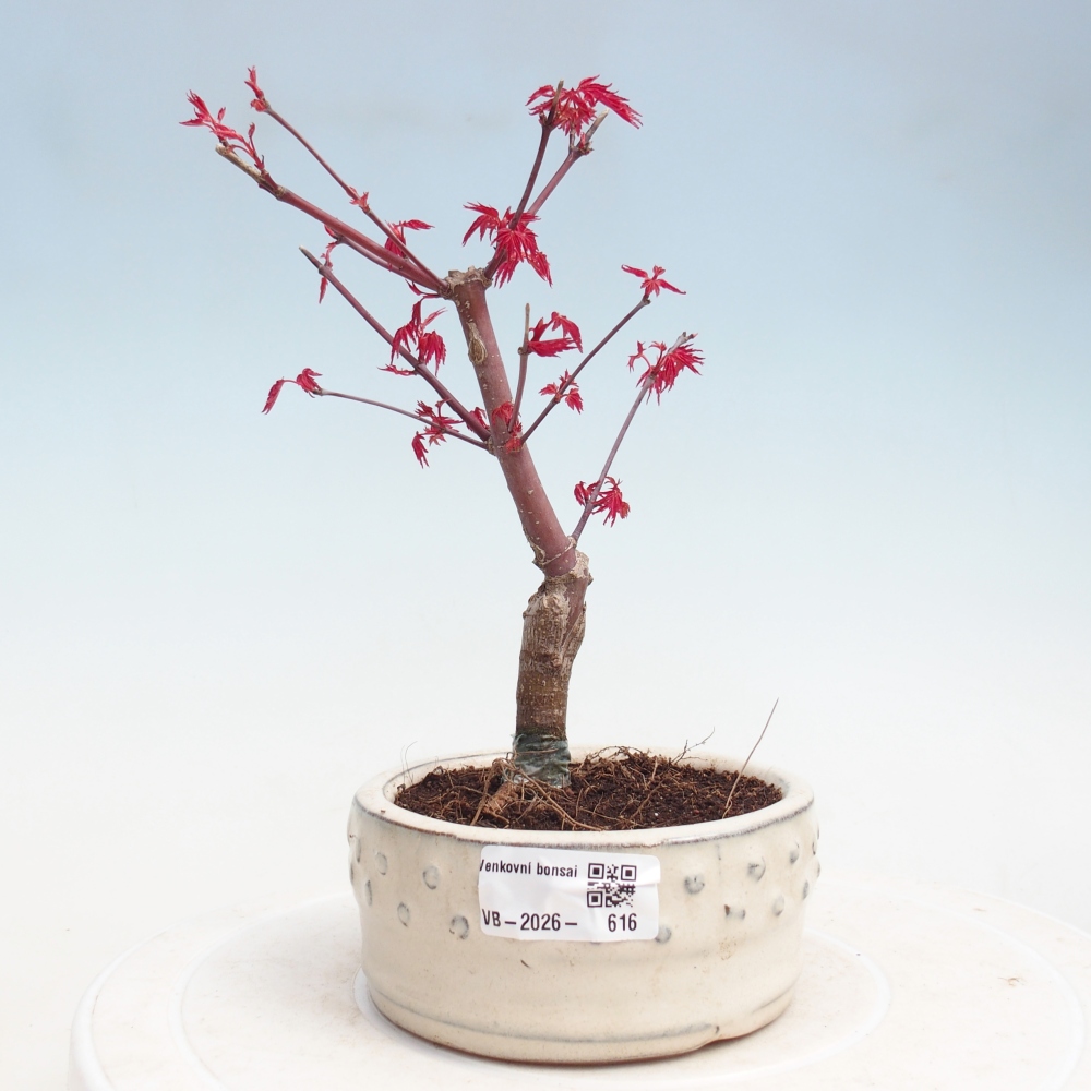 Bonsai für draußen - Acer palmatum DESHOJO