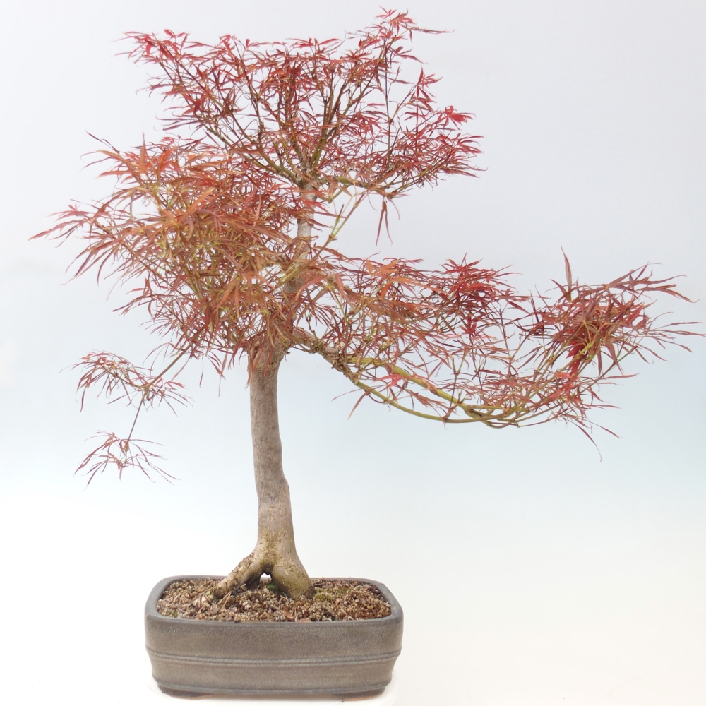 Bonsai für draußen - Acer palmatum RED PYGMY