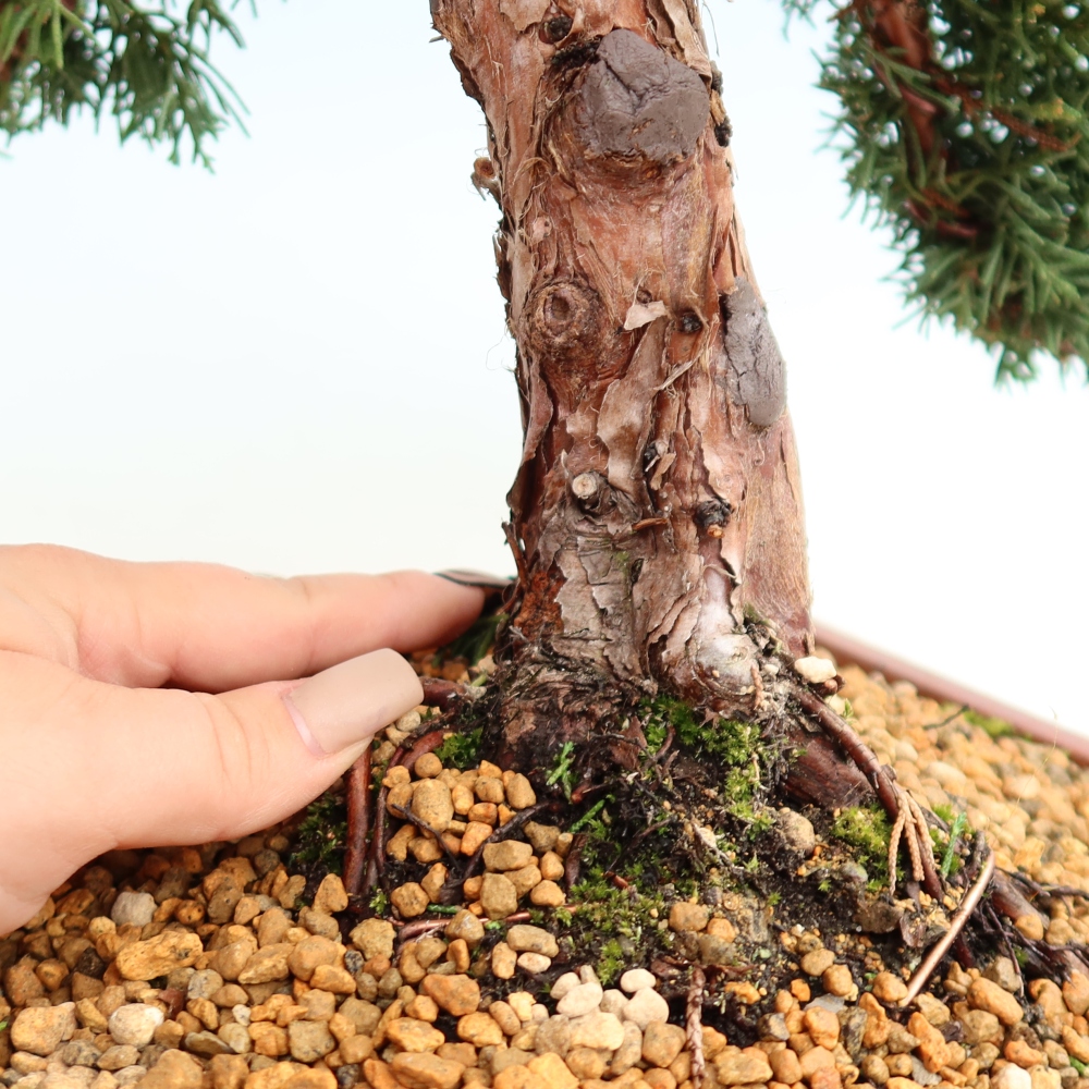Bonsai für draußen - Juniperus chinensis Kishu