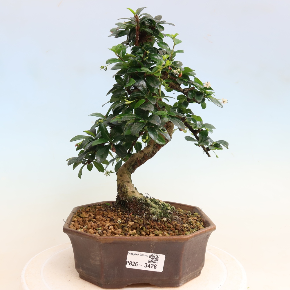 Zimmer-Bonsai - Carmona macrophylla - Tee-Fuki