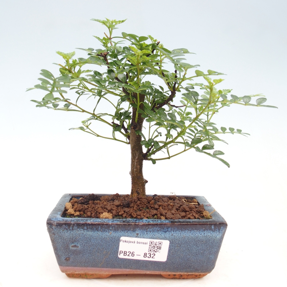 Zimmer Bonsai - Zantoxylum piperitum - Pfefferbaum