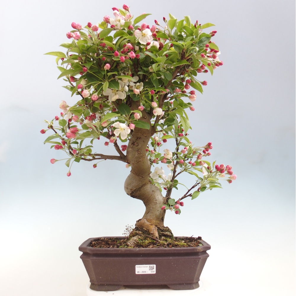 Outdoor-Bonsai -Malus halliana - Kleinfrüchtiger Apfelbaum