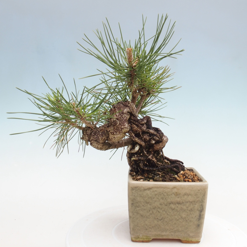 Bonsai für draußen - Pinus thunbergii - Thunberg-Kiefer