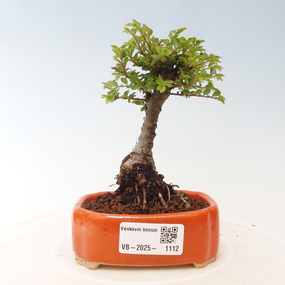 Bonsai für draußen - Ulmus parvifolia Sagei - Kleinblättrige Ulme