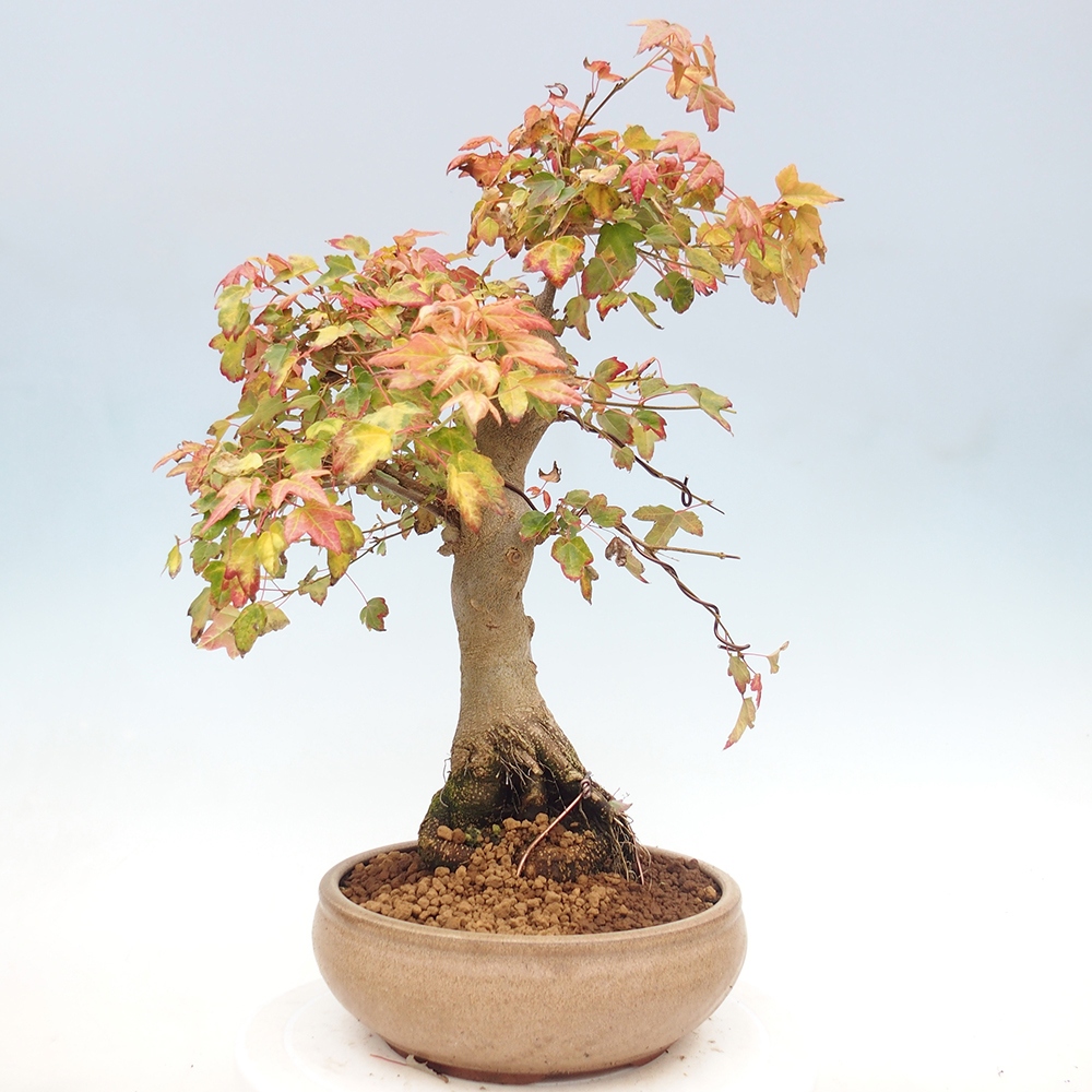 Bonsai für draußen - Acer Buergerianum - Bergahorn