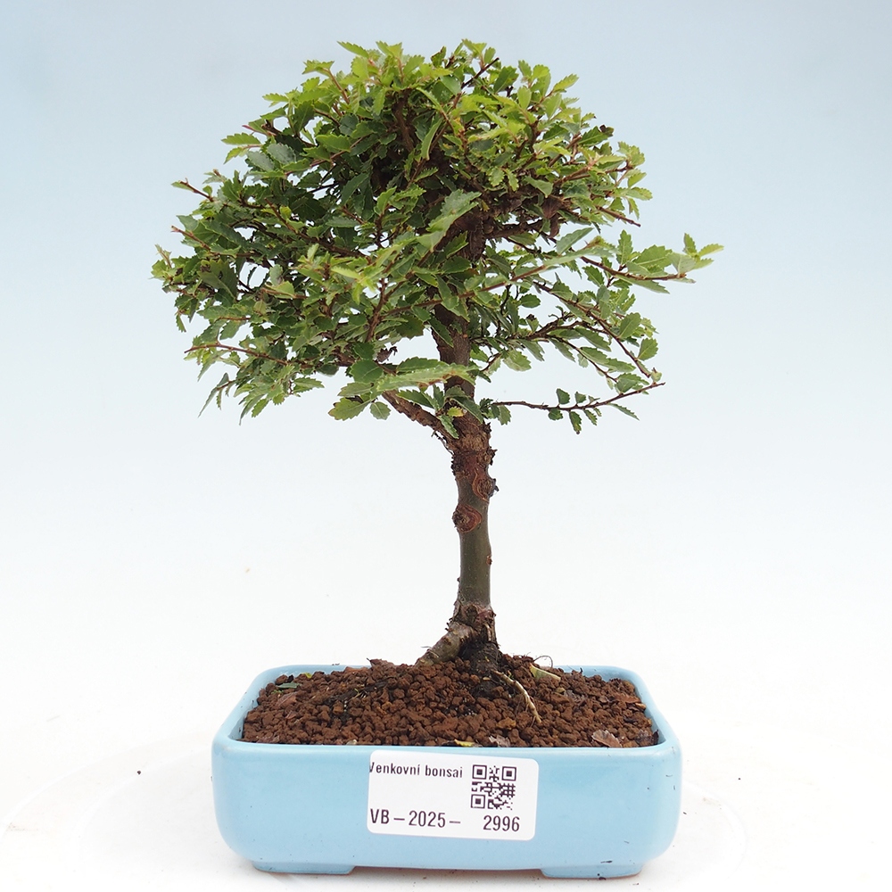 Bonsai für draußen - Ulmus parvifolia Sagei - Kleinblättrige Ulme