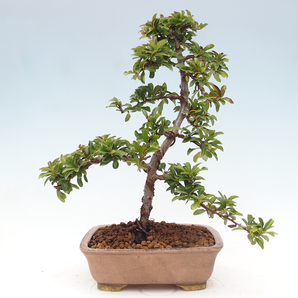 Freiland-Bonsai-Pyracantha Teton -Hlox
