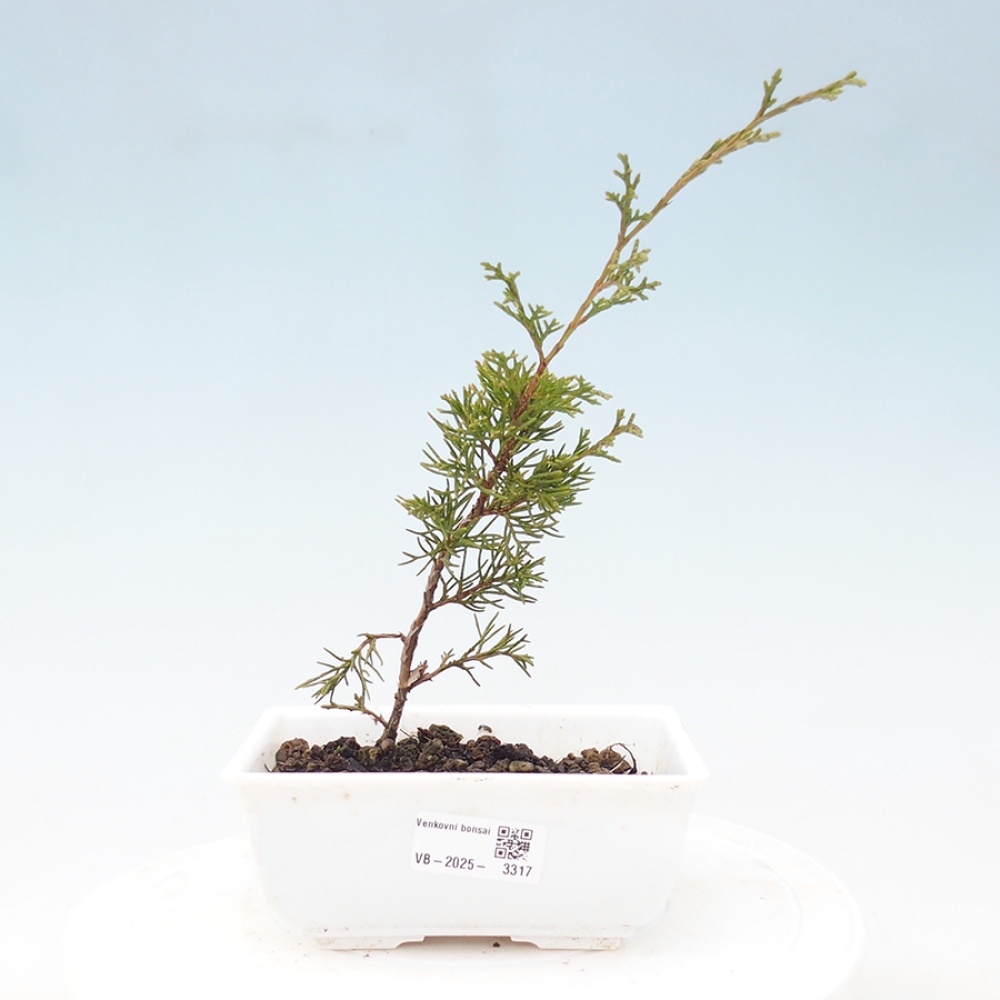 Bonsai für draußen - Juniperus chinensis Itoigawa