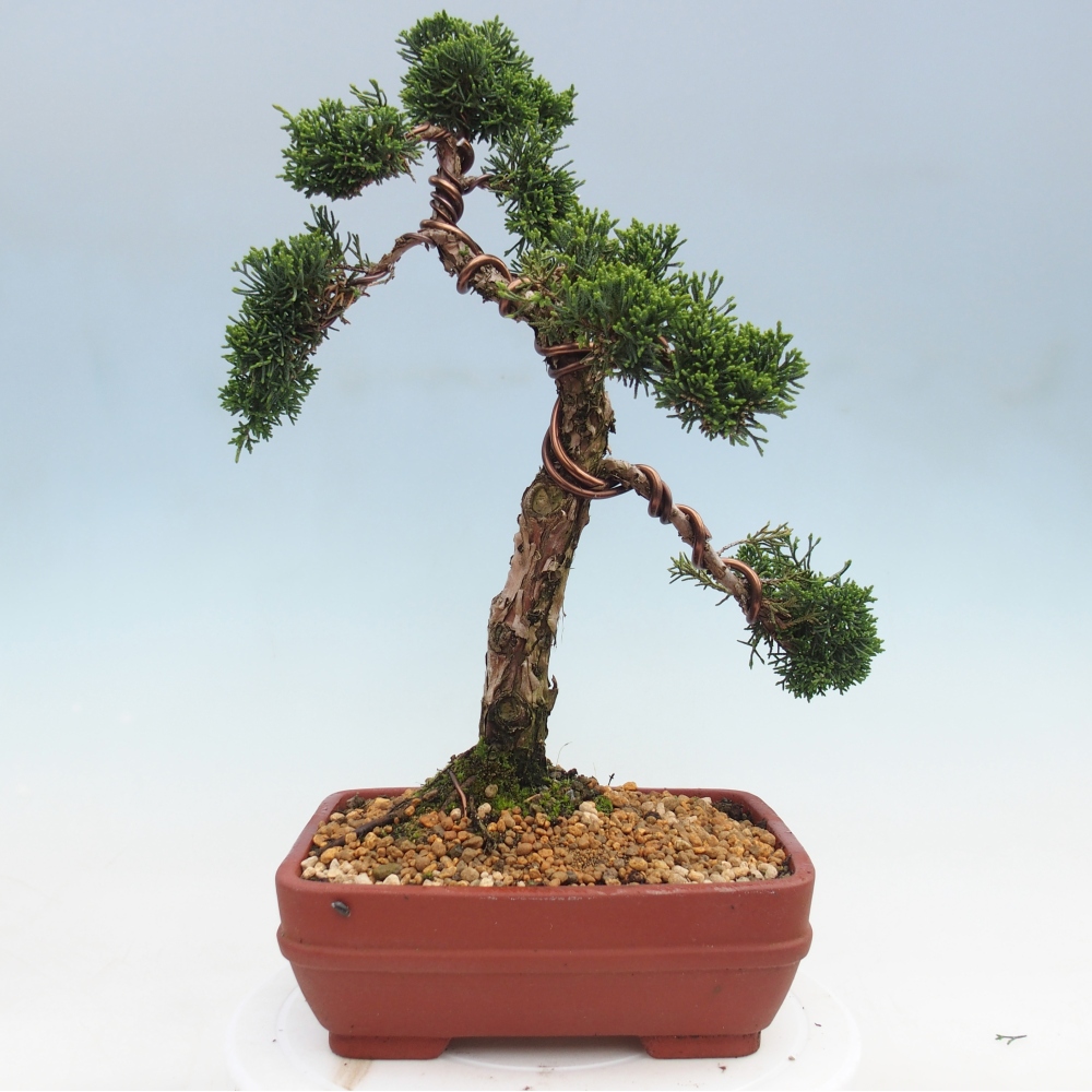 Bonsai für draußen - Juniperus chinensis Kishu