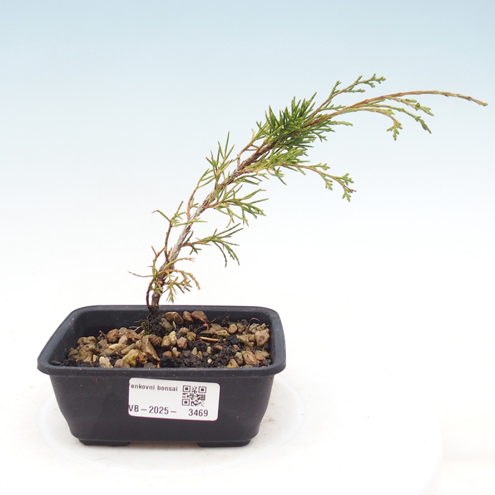 Bonsai für draußen - Juniperus chinensis Itoigawa