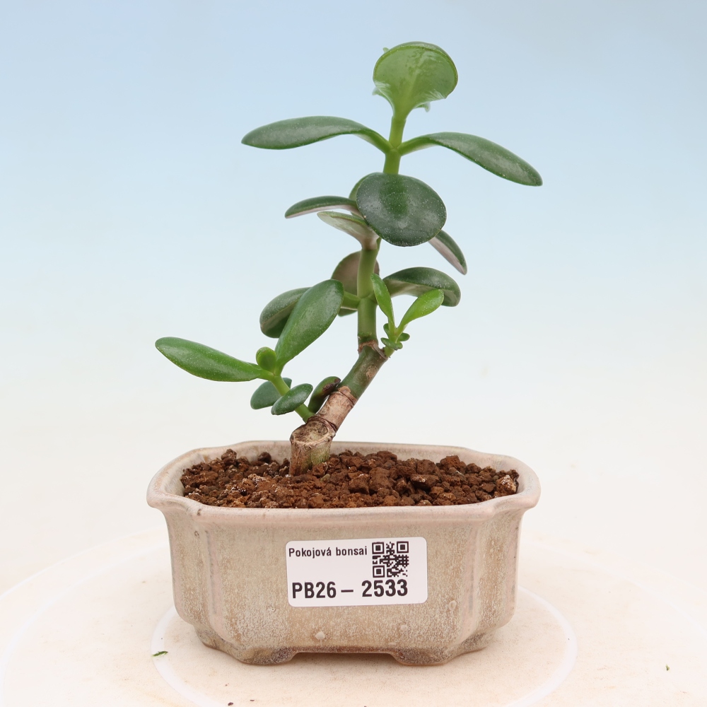 Zimmer Bonsai - Portulakaria Afra - Tlustice
