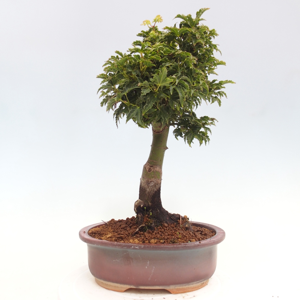 Bonsai für draußen -Javor-Palme Acer palmatum Shishigashira