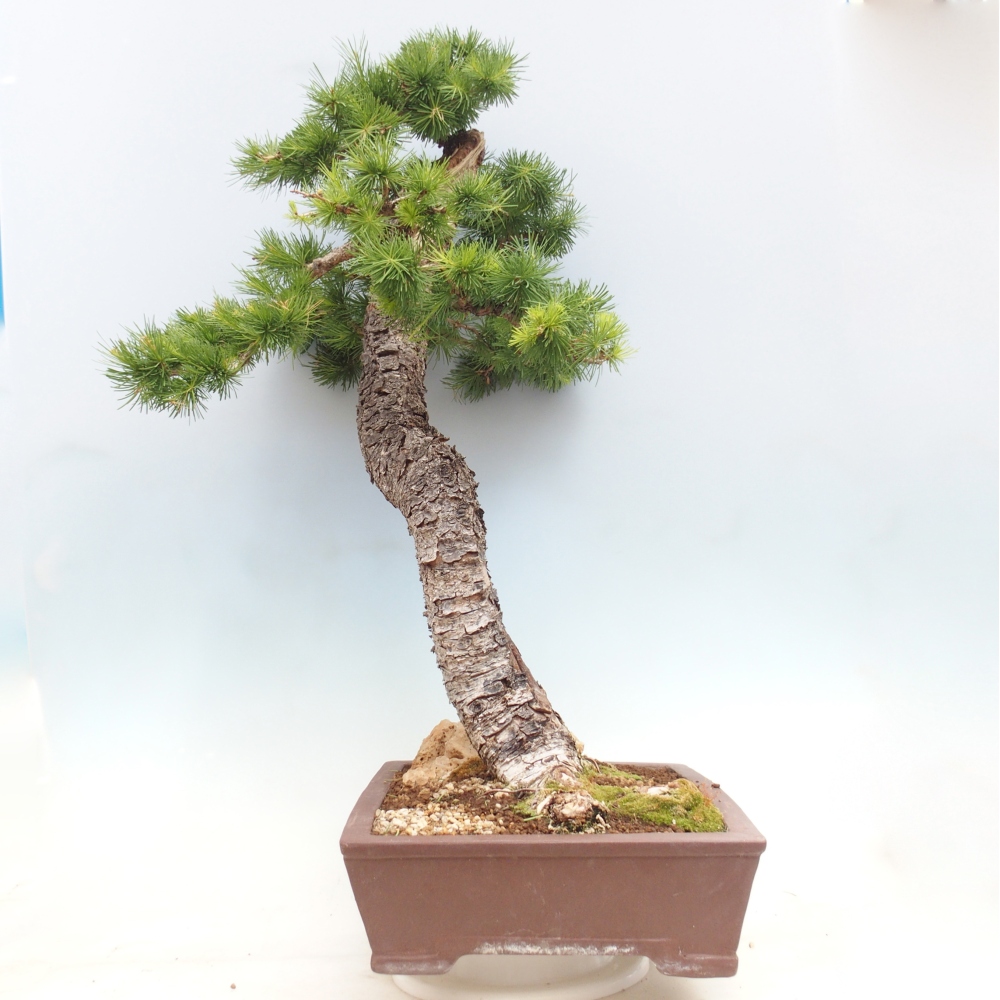 Bonsai für draußen -Larix decidua - Lärche