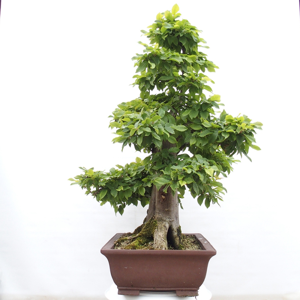 Bonsai für draußen - Hainbuche - Carpinus betulus