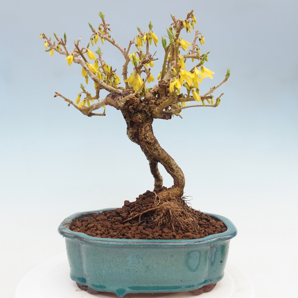 Bonsai für draußen - Zlatice - Forsythia koreana