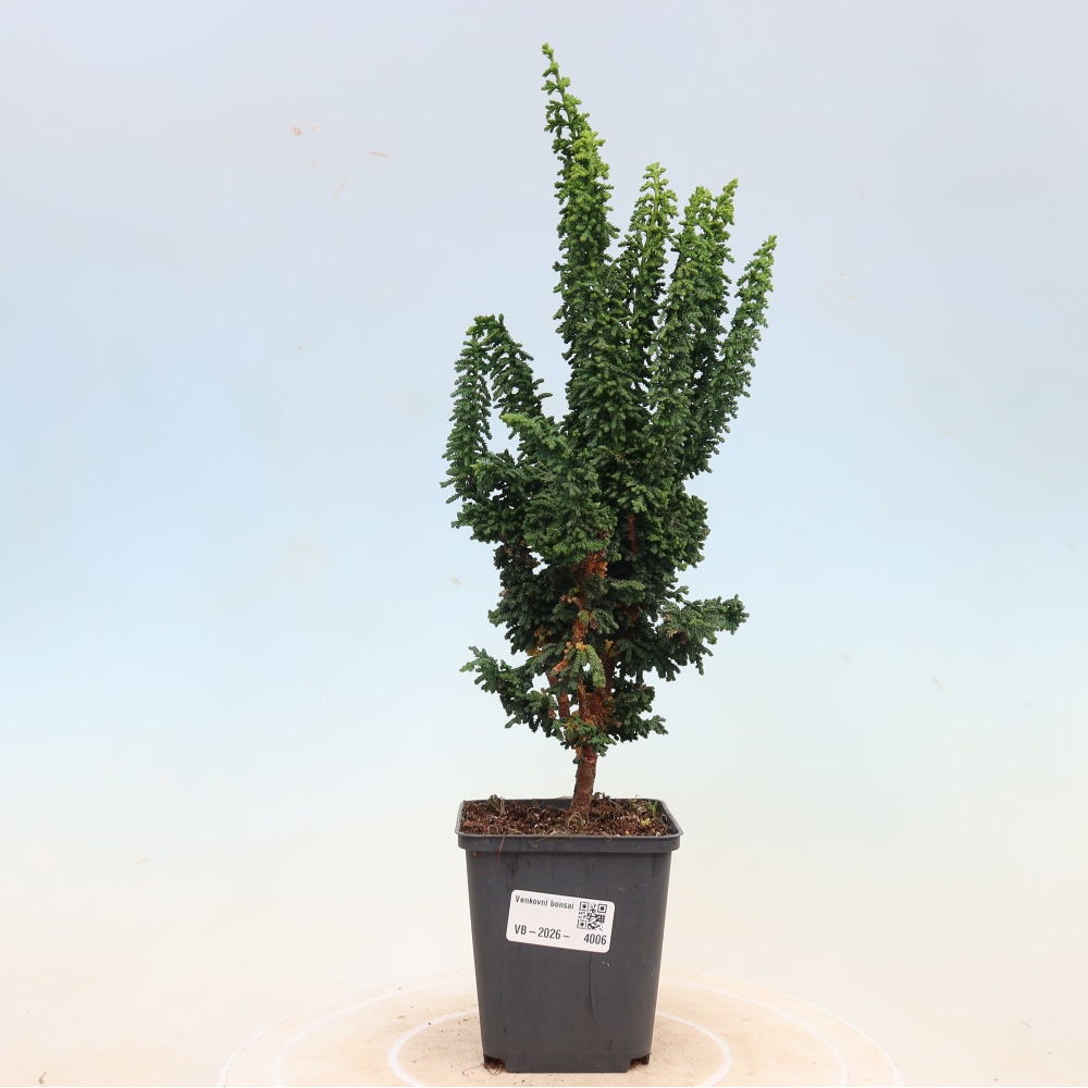 Bonsai für draußen - Cham. obtusa SEKKA HINOKI - Zypresse