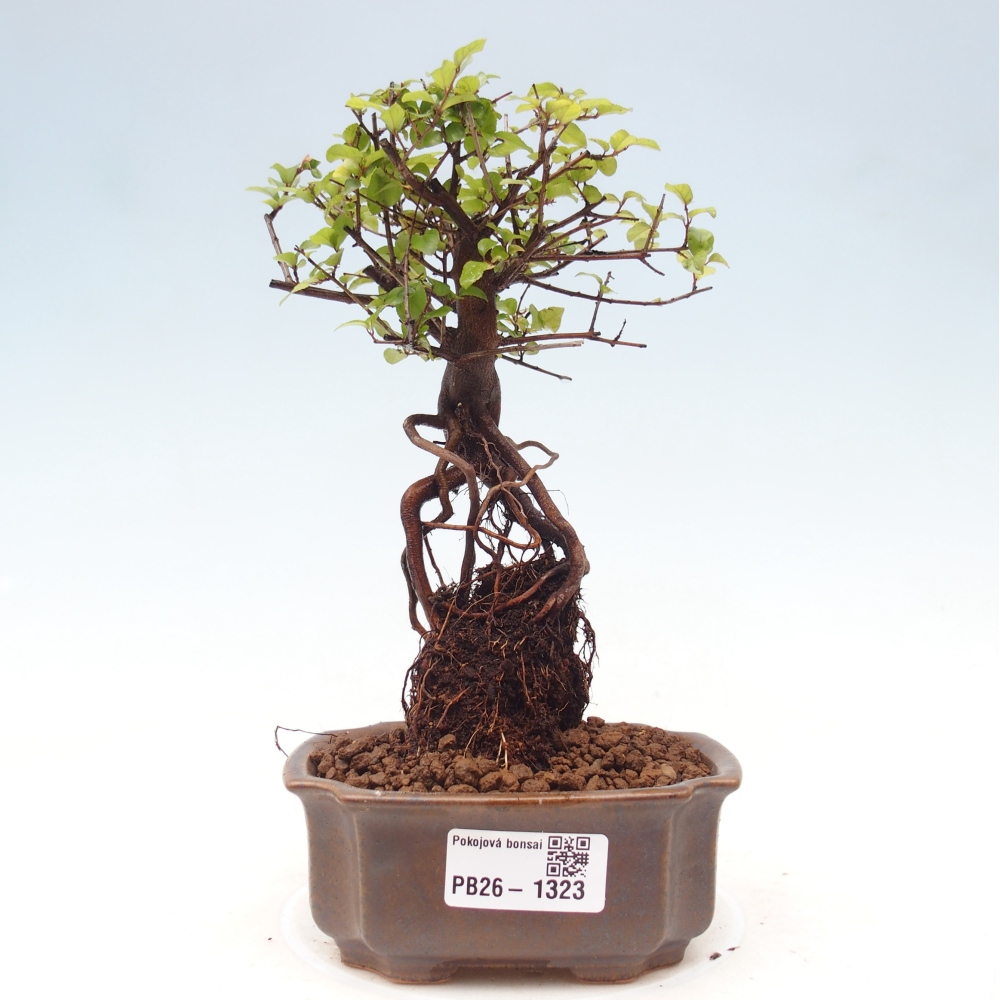 Zimmer Bonsai - Sageretia thea - Sageretia thea