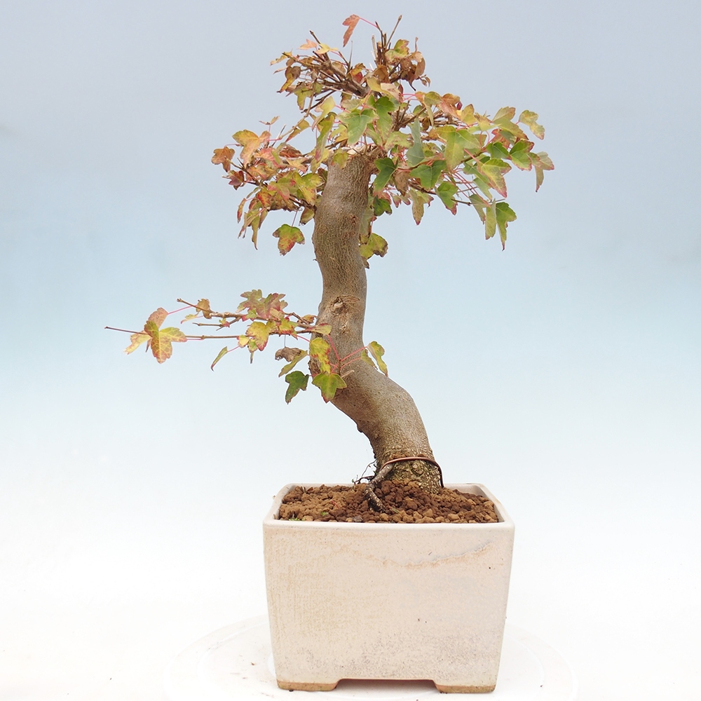 Bonsai für draußen - Acer Buergerianum - Bergahorn