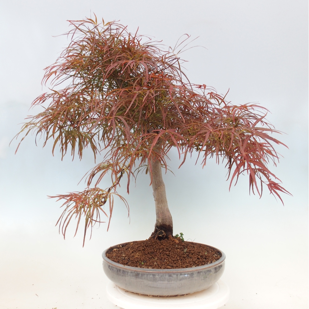 Bonsai für draußen - Acer palmatum RED PYGMY