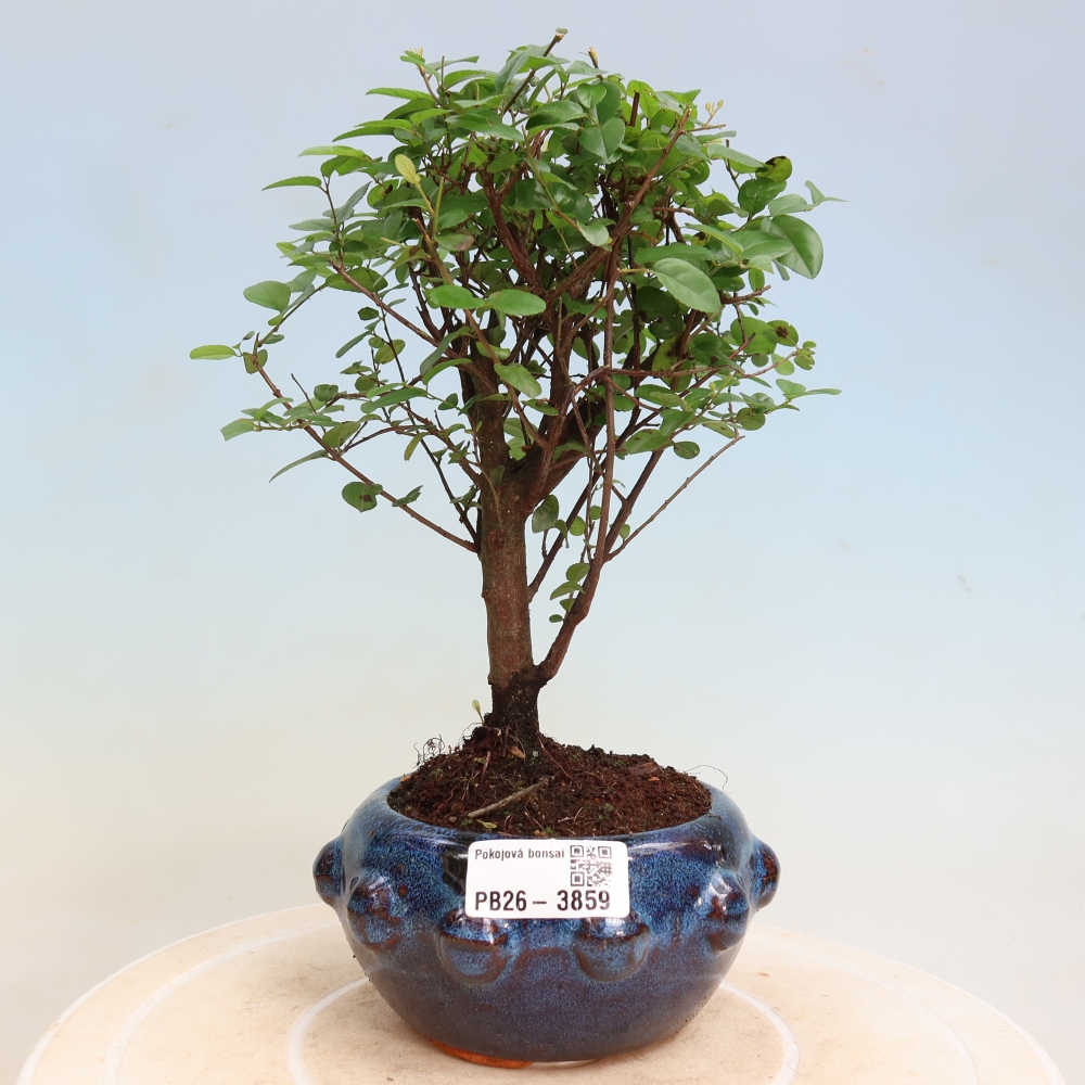 Zimmer Bonsai - Sageretia thea - Sageretia thea