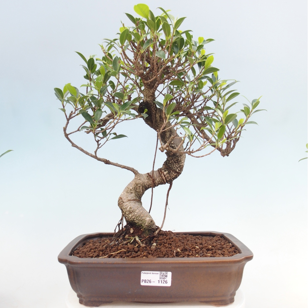 Zimmerbonsai - Ficus kimmen - Kleinblättriger Ficus