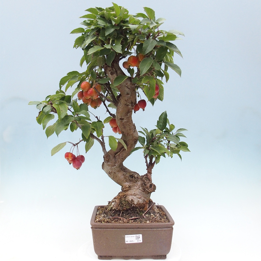 Outdoor-Bonsai -Malus halliana - Kleinfrüchtiger Apfelbaum