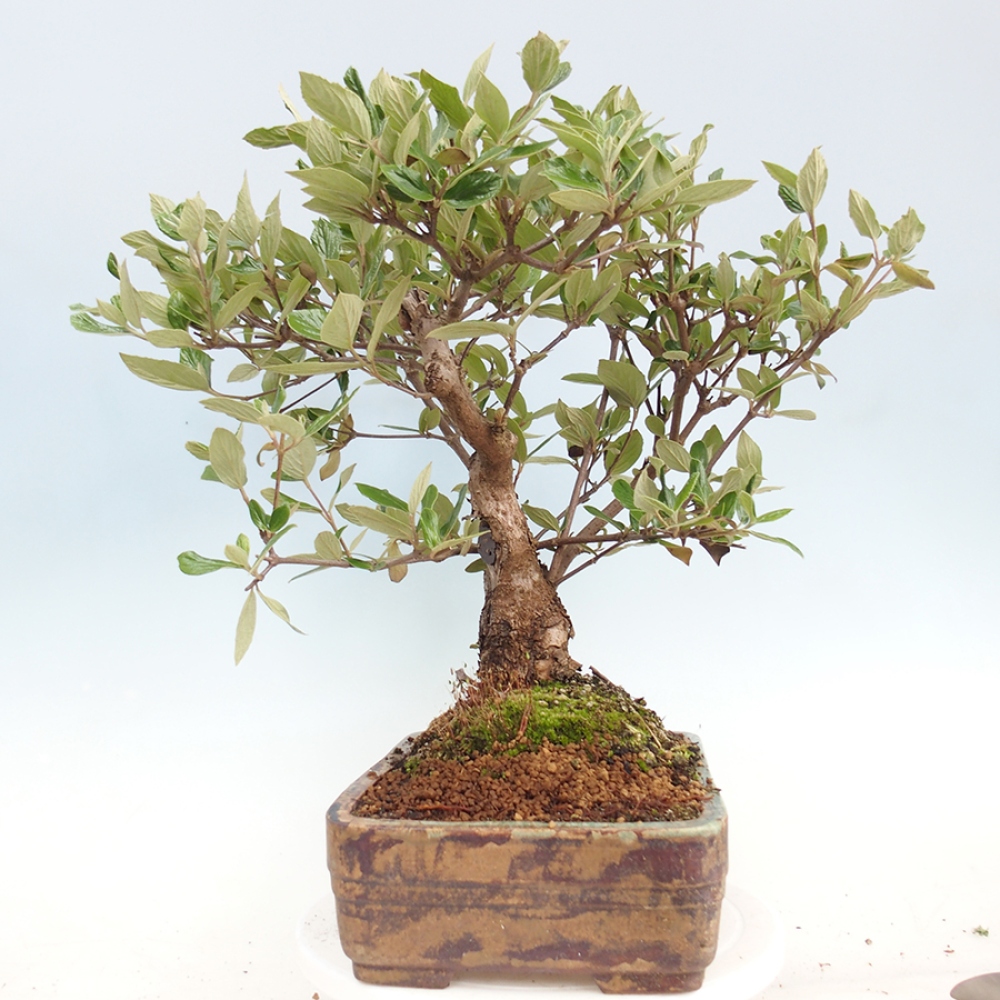 Bonsai für draußen - Kalina Bodnanská - Viburum carlesii hemsi
