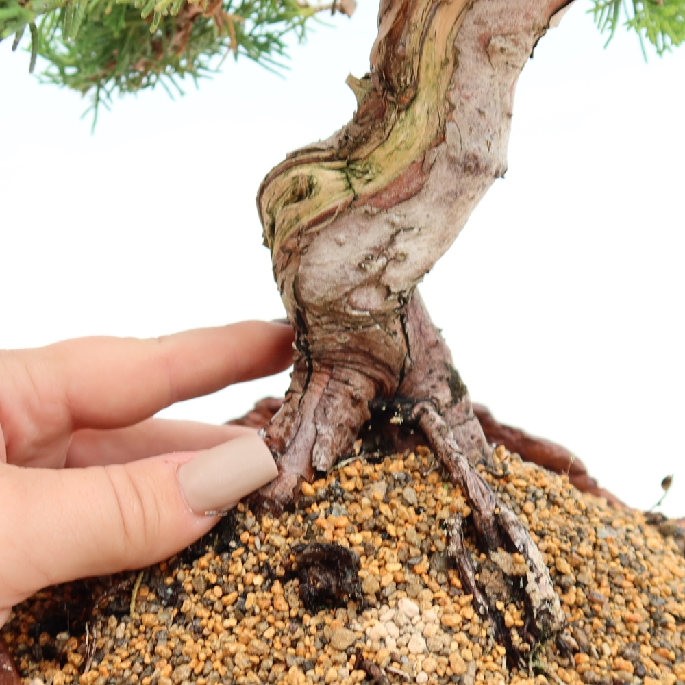 Bonsai für draußen - Juniperus chinensis Itoigawa-Juniperus chinensis