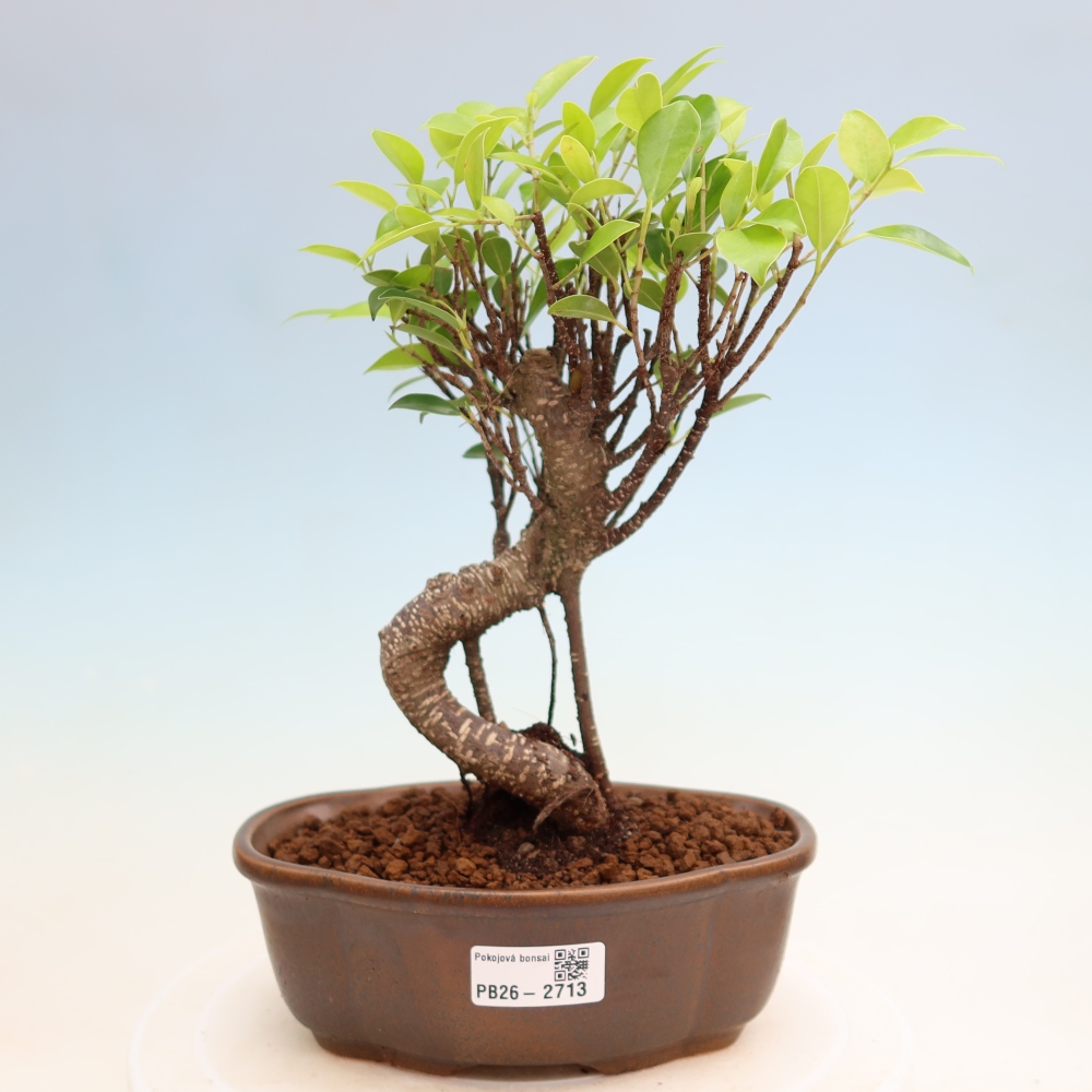 Zimmerbonsai - Ficus kimmen - Kleinblättriger Ficus