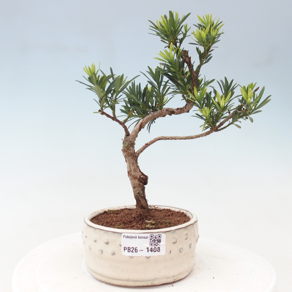 Zimmerbonsai - Podocarpus - Stein-Eibe