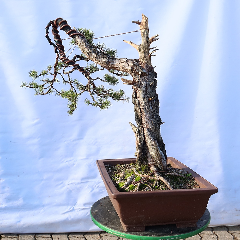 Pinus sylvestris Spanien – Waldkiefer