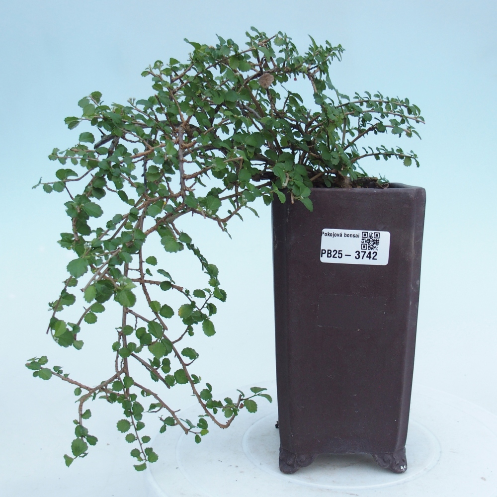 Zimmerbonsai - Grewia sp. - Grewia malafolia