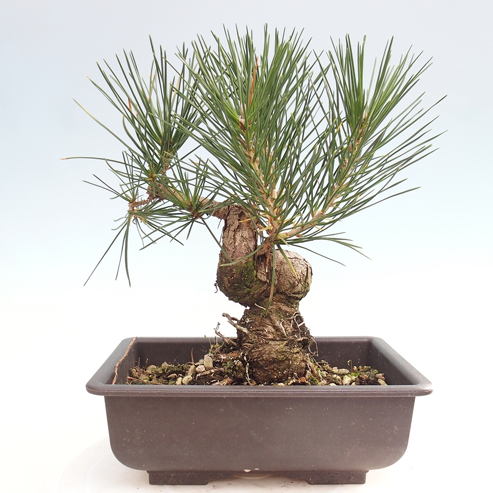 Bonsai für draußen - Pinus thunbergii - Thunberg-Kiefer