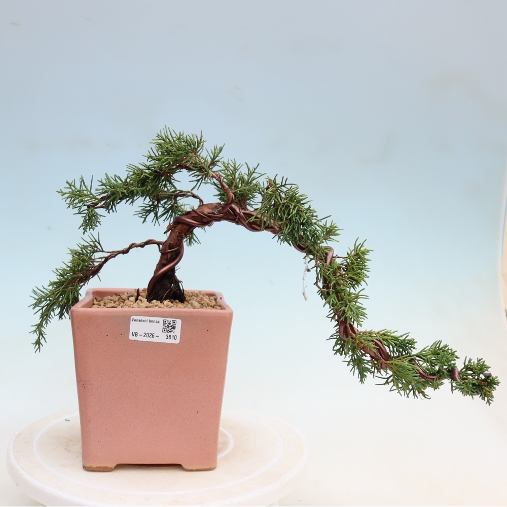 Bonsai für draußen - Juniperus chinensis Kishu