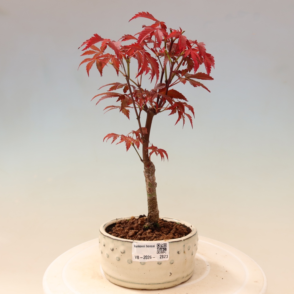 Bonsai für draußen - Acer-Palme. Atropurpureum-Javor palmate
