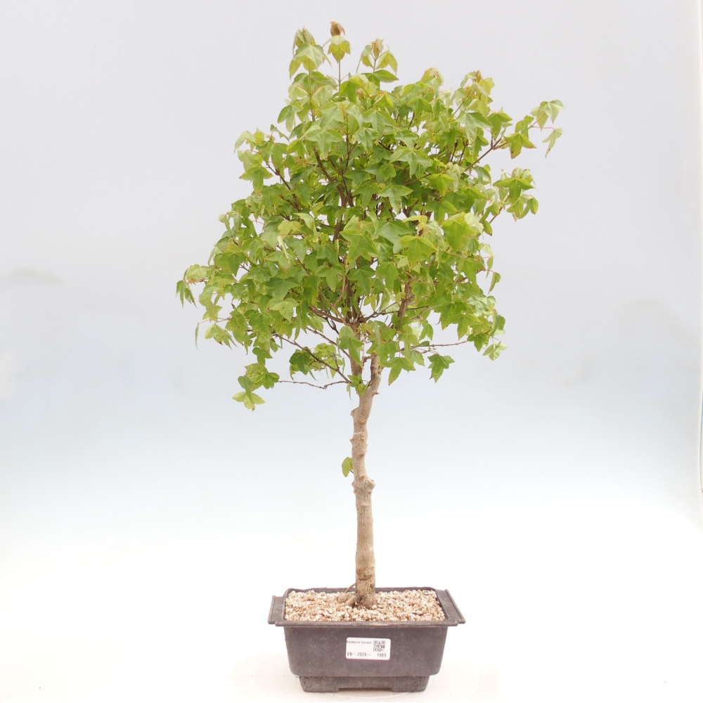 Bonsai für draußen - Acer Buergerianum - Bergahorn