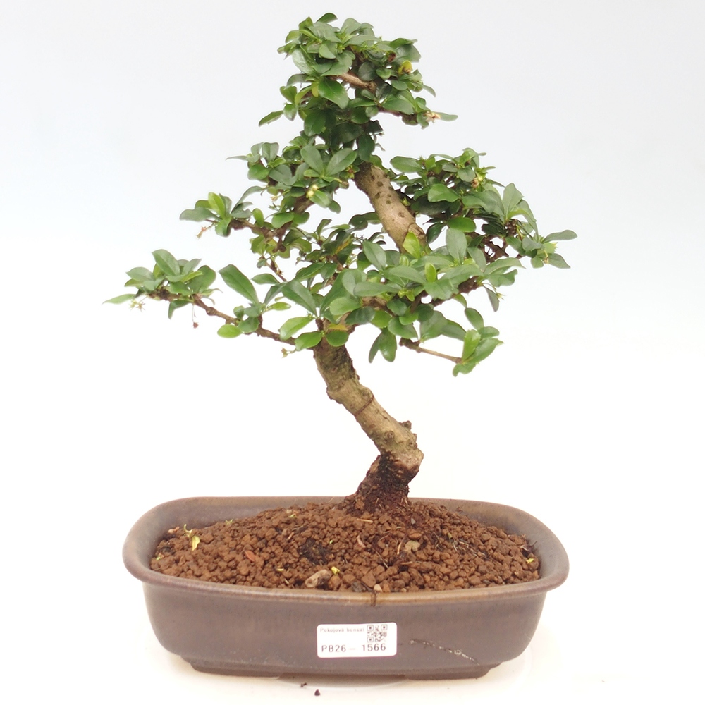 Zimmer-Bonsai - Carmona macrophylla - Tee-Fuki