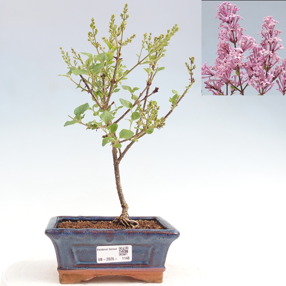 Bonsai für draußen - Syringa Meyeri Palibin - Meyer's Flieder